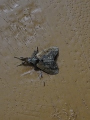 Lepidoptera