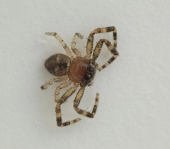 Synema globosum