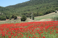 Papaver rhoeas image