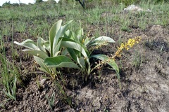 Byrsonima verbascifolia