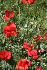 Papaver rhoeas image