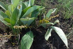 Byrsonima verbascifolia