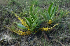 Byrsonima verbascifolia