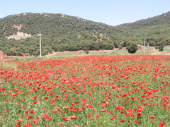 Papaver rhoeas image