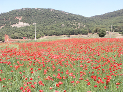 Papaver rhoeas image