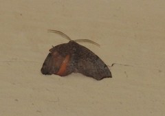 Achrosis rondelaria