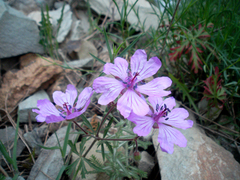 Geranium linearilobum