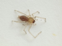 Cheiracanthium canariense