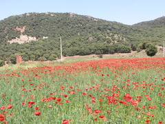 Papaver rhoeas image