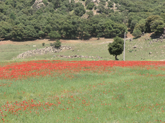 Papaver rhoeas image