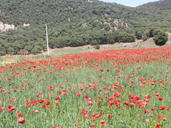 Papaver rhoeas image