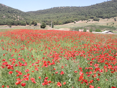 Papaver rhoeas image