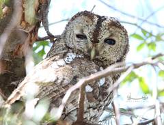 Strix mauritanica
