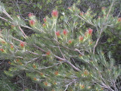 Adenanthos cygnorum