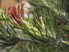 Adenanthos cygnorum
