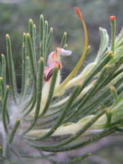 Adenanthos cygnorum