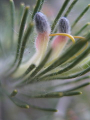Adenanthos cygnorum