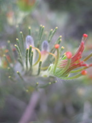 Adenanthos cygnorum