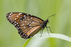 Danaus eresimus plexaure