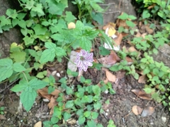 Geranium versicolor