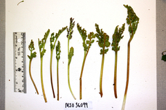 Botrychium pallidum image