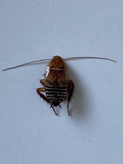 Temnopteryx phalerata