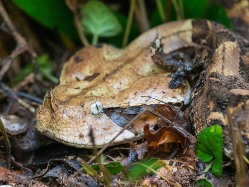 Photo of a Rhinoceros Viper (Bitis rhinoceros)