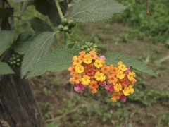 Lantana camara image