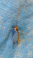 Ascalorphne macrocerca