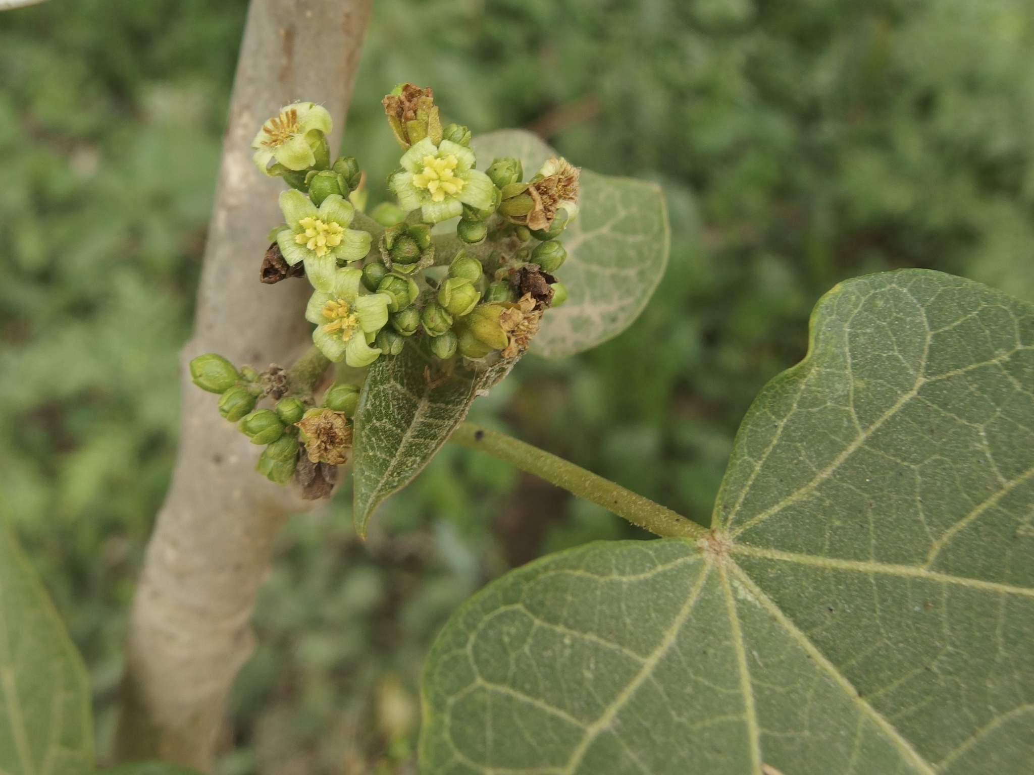 Jatropha curcas image