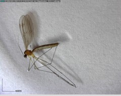Bolitophilidae