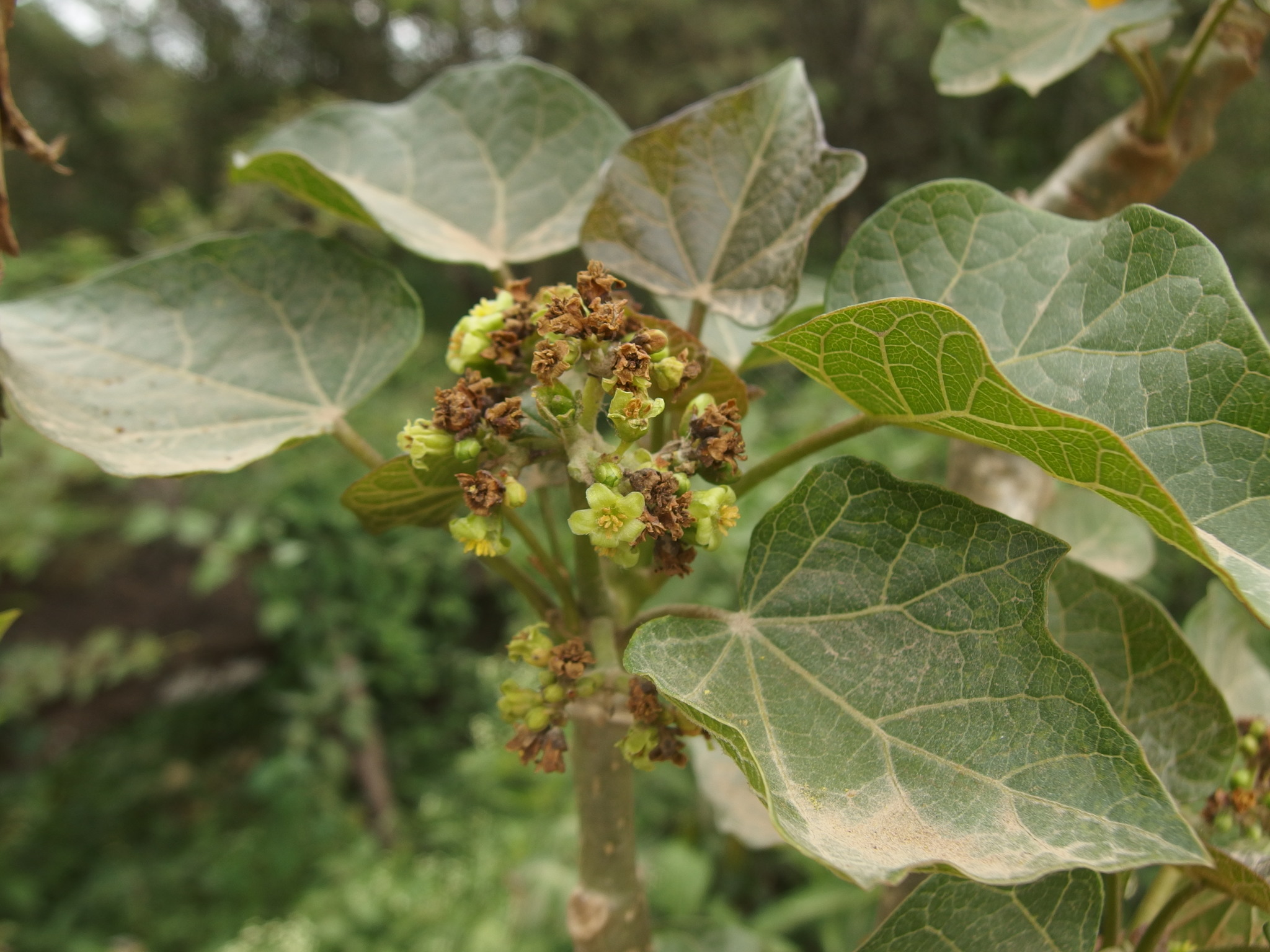 Jatropha curcas image