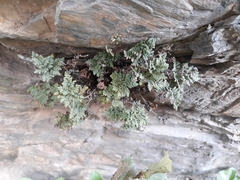 Oeosporangium
