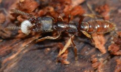 Stigmatomma oregonense