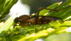 Xylophagidae
