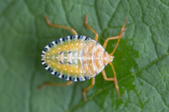 Edessa rufomarginata