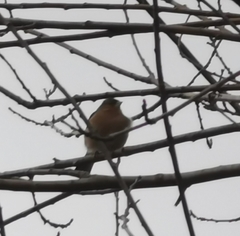 Fringilla coelebs