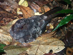 Nyctiphrynus ocellatus