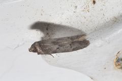 Hypatopa punctiferella