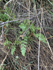Horkelia cuneata puberula