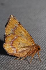 Metarranthis hypochraria