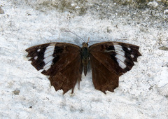 Eunica eurota