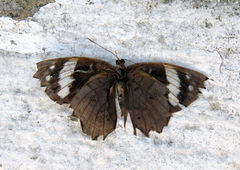 Eunica eurota