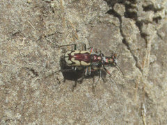 Cicindela fulgida pseudowillistoni