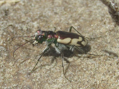 Cicindela fulgida pseudowillistoni
