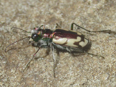 Cicindela fulgida pseudowillistoni