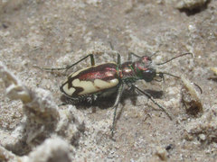 Cicindela fulgida pseudowillistoni
