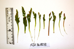 Botrychium minganense