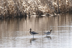 Recurvirostra americana