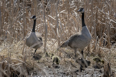 Branta canadensis